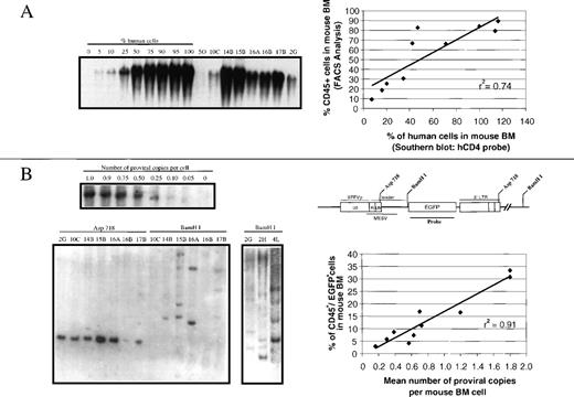 Fig. 5. Southern blot analysis of BM samples from mice transplanted with transduced cord blood cells. / Genomic DNA from BM cells harvested at 90 to 120 days after transplantation was digested with BamHJ or Asp718, and hybridized with probes for human CD4 and EGFP. (Panel A) Representative analysis of a human CD4 hybridization of BM DNA digested with BamHJ. Quantification of engraftment was done by densitometric analysis of test and control DNA samples prepared by mixing graded proportions of human and mouse DNA. Mouse 4L was transplanted with purified EGFP+ cells, and mice 2G and 2H with purified EGFP− cells. The correlation analysis of these data with respect to CD45+determinations (Tables 2 and 3) is shown in the plot. (Panel B) EGFP hybridizations of BM DNA samples digested with Asp 718 or BamHJ. A standard curve of the number of proviral copies per cell was constructed by mixing different proportions of DNA from a cell line bearing a single copy of EGFP with DNA from nontransduced cells. The correlation analysis of the estimated number of copies per BM cell with respect to determinations of the proportion of CD45+/EGFP+ cells in total BM (Tables 2 and 3) is shown in the plot. To investigate the clonal composition of the engrafted transduced human cells, samples were digested with BamHJ. Restriction sites within the EGFP1 vector are also shown.