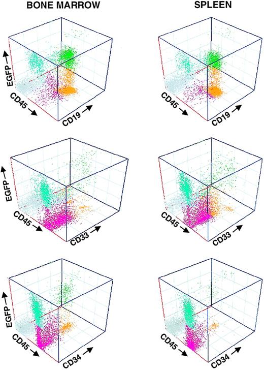 Fig. 4. Multilineage engraftment of transduced cells in NOD/SCID mice. / Histograms represent the immunophenotyping of 1 recipient transplanted with sorted EGFP+ cells. Samples were analyzed at 120 days after transplantation. For further details see mouse 4L in Table 3 and Figure 2.