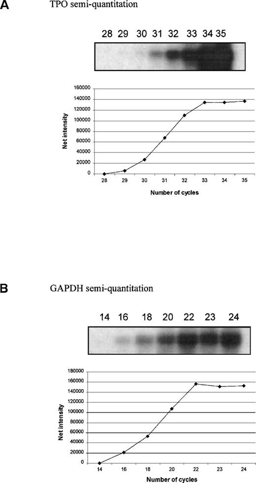 Fig. 6. Optimization of quantitative polymerase chain reaction (PCR) analysis. / Autoradiograph showing PCR carried out with an increasing number of cycles and with the products subjected to Southern hybridization with a gene-specific probe. The optimal cycle number was determined to be in the midlinear region of the curve: 31 cycles for TPO transcripts (A) and 18 cycles for GAPDH (B).