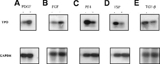 Fig. 7. Changes in TPO mRNA expression in human BM stromal cells measured by semiquantitative reverse transcriptase (RT)-PCR. / Semiquantitative RT-PCR analyses used RNA isolated from primary BM stromal cells. The PCR products were separated by agarose-gel electrophoresis and analyzed by Southern hybridization with a gene-specific probe. It was confirmed that TPO mRNA expression was up-regulated after 4 hours of incubation with 50 ng/mL PDGF (A) or 20 ng/mL FGF (B) and down-regulated with 1 μg/mL PF4 (C), 1 μg/mL TSP (D), and 50 ng/mL TGF-β.