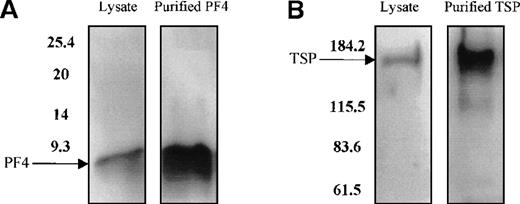 Fig. 9. Effect of whole-platelet lysate on TPO mRNA expression in BM stromal cells. / Equal amounts of lysate from freeze-thawed platelets were subjected to sodium dodecyl sulfate–polyacrylamide gel electrophoresis, and the presence of PF4 and TSP was confirmed by Western blot analysis using anti-PF4 (2 μg/mL) (A) and anti-TSP (2 μg/mL) antibodies (B). Serial dilutions of lysate from 1 × 109platelets/mL were added to the stromal cell cultures, resulting in a dose-dependent inhibition of TPO mRNA expression measured with the QISH assay (C). The concentration of lysate added is expressed as the amount of platelet granular constituents in increasing numbers of platelets per milliliter. GAPDH mRNA expression remained unchanged. The lysate inhibition of TPO mRNA was partly relieved with the incubation of an antibody specific to PF4, whereas the nonimmune IgG control had no effect; GAPDH mRNA expression remained unchanged in cells exposed to lysate or antibody (D). The results shown are the mean ± SD values from 3 separate experiments performed in triplicate. ▪, TPO; □, GAPDH. * P < 0.05 compared with the control.