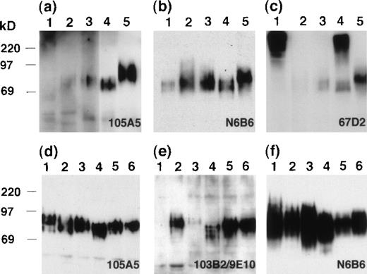 Fig. 7. Immunoblot analyses of tissue and cell lysates. / SDS lysates from tissues (A, B, C) or epithelial and hematopoietic cell lines (D, E, F) were resolved by 10% SDS-PAGE and immunoblotted with the 105A5 (A, D), 103B2/9E10 (E), N6B6 (B, F), or 67D2 (C) Mabs. Tissues analyzed on blots (A, B, C) were heart (lane 1), pancreas (lane 2), colon (lane 3), kidney (lane 4), and spleen (lane 5). Cell lines (D, E, F) were RPMI-1788 (lane 1), HeLa (lane 2), U937 (lane 3), 293T (lane 4), KG1A (lane 5), and Calu-1 (lane 6).