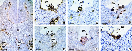 Fig. 1. CD164 epitope expression on aorta-associated hematopoietic cell clusters in the 32-day human embryo. / (A) On a transverse section of the trunk, the CD34 antibody stains the endothelium of all blood vessels: dorsal aorta (DA), vitelline artery (VA), cardinal vein (CV), and capillaries in the mesoderm, around the neural tube (NT), and in the mesonephros (Mn). (B) Higher magnification of the same section shows clusters of hematopoietic CD34+ cells adhering to the endothelium on the ventral side of the DA and VA. These progenitors also express CD45 (C), CD43 (D), CD164 103B2/9E10 (E), CD164 105A5 (F), and CD44 (G). Dark and open arrows point to hematopoietic clusters located inside the DA and VA, respectively. Scale bars: (A) 100 μm; (B-G) 25 μm. All sections were from 32-day embryos, with A-F containing 39 somites and G, 40 somites. Original magnifications: (A) ×70; (B-G) ×240.