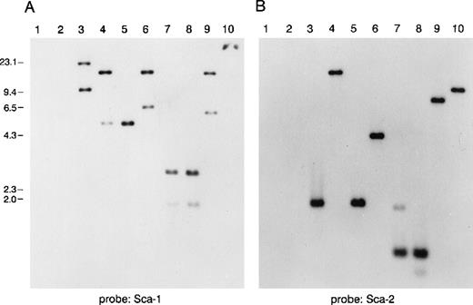 Fig. 1. Southern blot analysis of a murine P1 clone containing several Ly-6 family members. / Lanes 1 and 2 are empty P1 vector DNA digested with BamHI orEcoRI. Lanes 3-10 are P1 clone 13561 DNA digested withBamHI, EcoRI, BamHI, and EcoRI,BglII, PstI, PstI, and EcoRI,HindIII, or XbaI. Fragments were separated on 1% agarose and transferred to nitrocellulose. The blot was hybridized with a probe for (A) mSca-1, then was stripped and rehybridized with a probe for (B) mSca-2. The mSca-1 probe detects 2 homologous DNA sequences, whereas the mSca-2 probe detects a single DNA sequence.