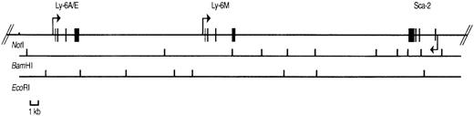 Fig. 3. Physical map of P1 clone 13561. / The positions of the Sca-1, Sca-2, and Ly-6Mgenes are shown with exons depicted by filled rectangles. The arrows indicate the transcriptional orientation of each gene. BamHI and EcoRI restriction sites are shown below the genes. TheNotI site is present in the P1 polylinker, not in the genomic sequence.