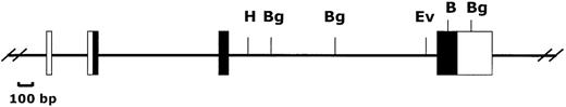 Fig. 4. Organization of the Ly-6M gene. / The 4 exons of the Ly-6M gene are shown (untranslated regions are open boxes, translated regions are filled boxes). B = BamHI, Bg = BglII, Ev = EcoRV, H = HindIII.