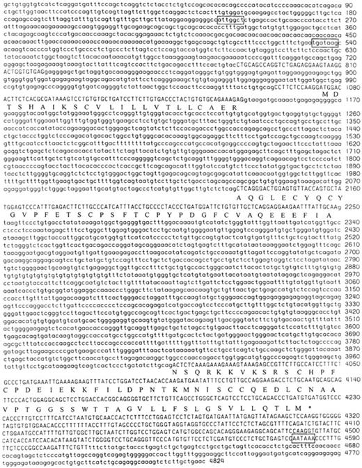 Fig. 5. Nucleotide sequence of the Ly-6M gene. / The entire Ly-6 gene is shown with 5′ and 3′ flanking DNA sequences. The exons are in uppercase letters. The amino acid translation is provided in single-letter code under the second nucleotide of each codon. A potential CCAAT box (in reverse orientation), GATA-1 binding site, and polyadenylation signal are boxed.