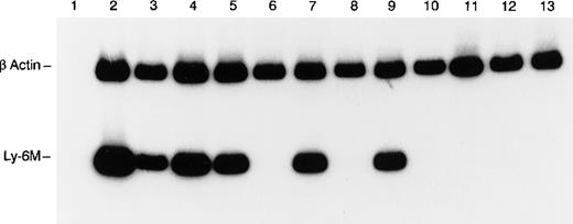 Fig. 7. RT-PCR analysis of Ly-6M expression. / The control β-actin signal (270 bp) is the upper band and the Ly-6M signal (149 bp) is the lower band. The templates are as follows: lane 1 (spleen, no RT), lane 2 (peritoneal macrophages), lane 3 (spleen), lane 4 (thymus), lane 5 (bone marrow), lane 6 (liver), lane 7 (lung), lane 8 (heart), lane 9 (kidney), lane 10 (stomach), lane 11 (small intestine), lane 12 (skin), and lane 13 (brain). PCR products were resolved on 8% polyacrylamide and visualized by autoradiography after a 4-hour exposure.