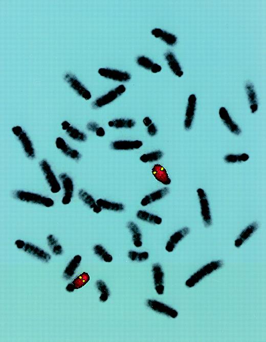 Fig. 2. FISH localization of P1 clone 13561. / Mouse chromosome spreads are shown after hybridization with a full-length FITC-detected P1 probe (yellow) and rehybridized with a mouse chromosome 15-specific TRITC-detected painting probe (red). Symmetrical fluorescent signals are located at region 15D3.1-3.3. The majority of 50 metaphases yielded similar results.