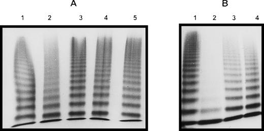 Fig. 4. Multimeric analysis of rvWF. / Conditioned media samples containing WT or mutant rvWF were electrophoresed in SDS-1.5% agarose gels, and multimers were visualized with alkaline-phosphatase–conjugated anti-vWF polyclonal antibodies. (A) Lane 1, WT; lane 2, Tyr25; lane 3, Gln91; lane 4, Tyr25/Gln91; lane 5, Tyr25/WT. (B) lane 1, WT; lane 2, Phe95; lane 3, Phe95/Gln91; lane 4, Phe95/WT.