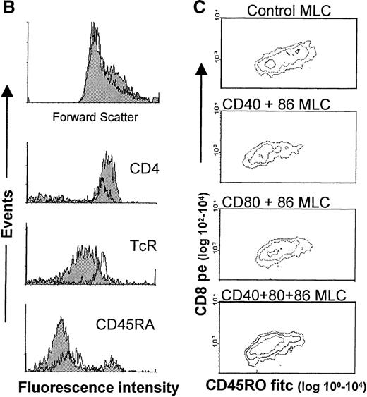 Fig. 6. Phenotypical analysis of tolerized T-cell populations. / After a 7-day primary MLC in the absence or presence of mAbs, the responder lymphocytes were harvested, allowed to rest, and analyzed by flow cytometry. (A) Contour plots showing forward scatter (linear scale) and either CD4 (upper 2 panels) or CD8 (lower 2 panels) expression (fluorescence log scale) in the live lymphocyte gate. The left panel shows T cells from a control MLC, and the right panel shows T cells from an mAb-blocked MLC. (There were no observed differences between mAb combinations). The percentages in the upper 2 panels indicate the relative number of CD4+ T cells with a large blast-like appearance, while in the lower 2 panels, the total percentage of CD8+ T cells is indicated. (B) The upper panel shows the size difference in a forward scatter histogram. The 3 lower panels show the expression of CD4, TcR (WT31), and CD45RA on the large-sized backgated CD4+ T-cell population, which was derived from either a control (shaded histogram) or an mAb-blocked MLC (open histogram). The histograms show the number of events on the vertical axis (lin scale) and fluorescence intensity on the horizontal axis (log scale). (C) CD8+ cells from an MLC with simultaneous blocking of CD86 and CD40 showed a decrease in the number of CD45RO expressing cells and CD45RO intensity. Additional CD80 blocking had no effect. Cells were derived from either a control MLC or an mAb-blocked MLC, where the indicated mAbs were present. The contour plots show the fluorescence intensity of CD45RO on CD8-expressing T cells. Note that the Y axis shows a log scale from 102 to 104, which indicates that all cells shown are CD8+.