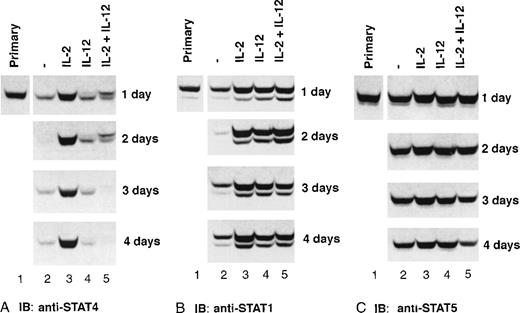 Fig. 5. Expression of STAT proteins in cytokine- primed NK cells. / Purified NK cells were primed with cytokines as indicated. Cells were collected at the indicated times, whole-cell extracts were prepared, and Western blots were performed with anti-STAT4 (A), and reprobed with anti-STAT1 (B) and anti-STAT5 (C). Representative data from 1 of 3 experiments is shown.