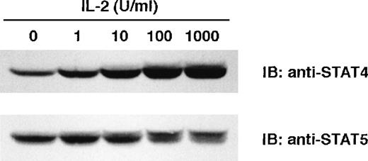 Fig. 6. Dose response of IL-2–induced STAT4 expression. / NK cells were cultured with IL-2 at the indicated concentration for 2 days. Whole-cell extracts were prepared, and Western blots were probed with anti-STAT4 (A) and reprobed with anti-STAT5 (B).