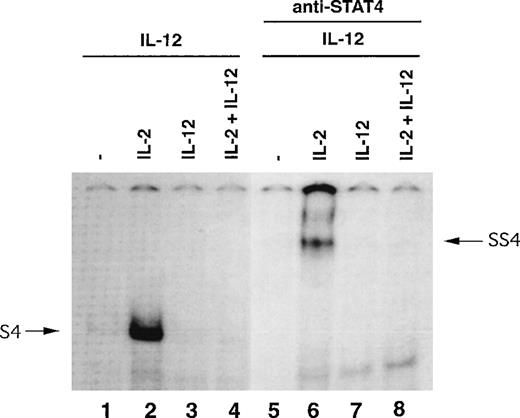 Fig. 7. IL-12–induced STAT4-DNA–binding activity in NK cells primed with cytokines. / NK cells were primed with or without cytokines as indicated for 3 days and then all cells were treated with IL-12 for 30 minutes. Nuclear extracts were prepared and EMSA was performed in the absence or presence of antibody to STAT4, as indicated.