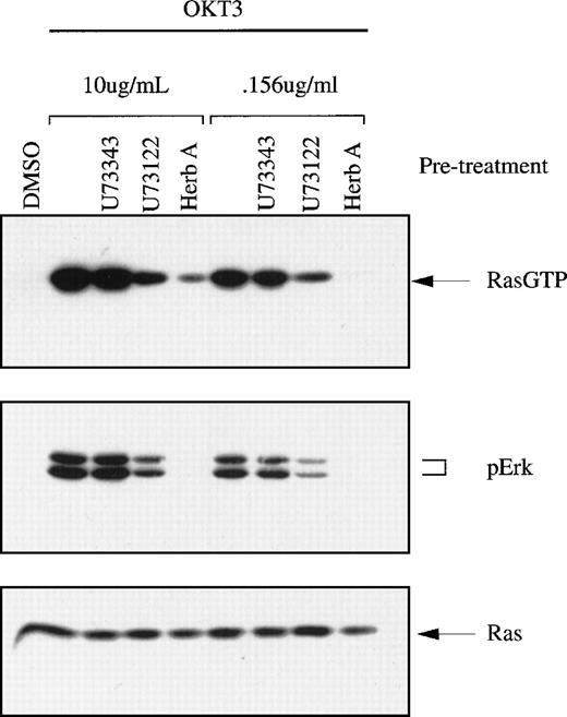 Fig. 2. TCR-stimulated Ras activation in Jurkat T cells and the effects of pharmacologic inhibitors. / Jurkat T cells were preincubated with herbimycin A (protein tyrosine kinase inhibitor), U73343 (inert analogue) or U73122 (PLC-γ1 inhibitor), and then stimulated with OKT3 at either a saturating concentration (10 μg/mL) or at a suboptimal concentration (0.156 μg/mL). Cell lysates were assayed for Ras-GTP using GST-Raf affinity selection followed by immunoblotting to detect precipitated Ras. Phospho-Erk and total Ras in lysates were also detected using immunoblot methods.