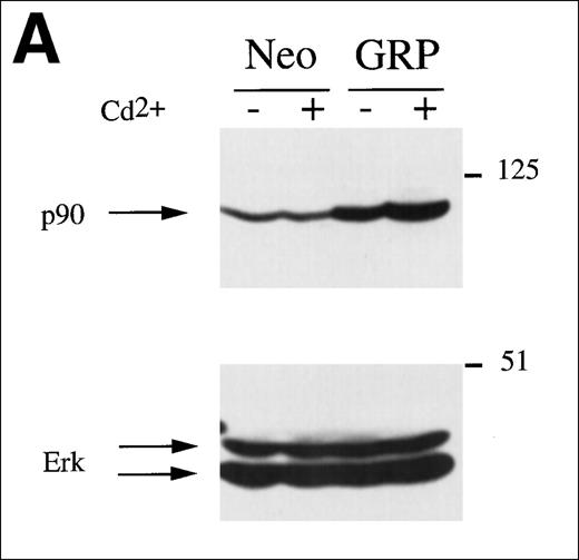 Fig. 4. TCR-Ras-Erk signaling and agonist-induced IL-2 secretion in Jurkat T cells overexpressing RasGRP. / (A) Jurkat cells transformed with either the empty vector pBMGNeo (Neo) or the same vector containing full-length human RasGRP (GRP) were induced with 5.0 μmol/L CdCl2 for 24 hours, as indicated, then examined for RasGRP expression by immunoblotting using the H176 antibody. (B) Cells expressing BMGNeo or RasGRP were induced with CdCl2 for 24 hours then stimulated with either 50 ng/mL PMA for 10 minutes or 0.156 μg/mL OKT3 for various periods. Cells were then harvested, lysed, and assayed for Ras-GTP, phospho-Erk and total Erk. (C) Cells from the same cultures as in (A) were stimulated with various concentrations of OKT3 for 15 minutes at 37°C and then directly lysed in SDS sample buffer. The lysates were then probed for phospho-Erk. The bands representing phospho-Erk were quantified by densitometry and plotted versus the concentration of OKT3. Samples were also probed with an anti-Erk antibody to verify that similar amounts of total Erk protein were present (data not shown). (D) Cells were induced with CdCl2 as indicated for 24 hours then stimulated for 48 hours with the calcium ionophore A23187 (A, 0.5 μmol/L) and either PMA (24 nmol/L) or bryostatin-1 (Bryo, 10 nmol/L). IL-2 in the medium was then measured. Values are the average of quadruplicate samples, with the standard error of the mean indicated.