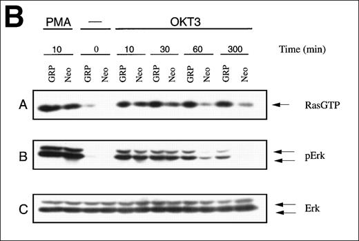 Fig. 4. TCR-Ras-Erk signaling and agonist-induced IL-2 secretion in Jurkat T cells overexpressing RasGRP. / (A) Jurkat cells transformed with either the empty vector pBMGNeo (Neo) or the same vector containing full-length human RasGRP (GRP) were induced with 5.0 μmol/L CdCl2 for 24 hours, as indicated, then examined for RasGRP expression by immunoblotting using the H176 antibody. (B) Cells expressing BMGNeo or RasGRP were induced with CdCl2 for 24 hours then stimulated with either 50 ng/mL PMA for 10 minutes or 0.156 μg/mL OKT3 for various periods. Cells were then harvested, lysed, and assayed for Ras-GTP, phospho-Erk and total Erk. (C) Cells from the same cultures as in (A) were stimulated with various concentrations of OKT3 for 15 minutes at 37°C and then directly lysed in SDS sample buffer. The lysates were then probed for phospho-Erk. The bands representing phospho-Erk were quantified by densitometry and plotted versus the concentration of OKT3. Samples were also probed with an anti-Erk antibody to verify that similar amounts of total Erk protein were present (data not shown). (D) Cells were induced with CdCl2 as indicated for 24 hours then stimulated for 48 hours with the calcium ionophore A23187 (A, 0.5 μmol/L) and either PMA (24 nmol/L) or bryostatin-1 (Bryo, 10 nmol/L). IL-2 in the medium was then measured. Values are the average of quadruplicate samples, with the standard error of the mean indicated.