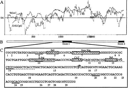 Fig. 3. Map of the E-cad gene. / (A) CpG island plot across the 5′ promoter region through to exon 2 (compiled from Genbank accession numbers L34545, L36526, and L34937). The dark line is the %G+C, and the lighter line is the observed/expected CpG density (O/E CpG). (B) Schematic representation of the gene, where the black boxes represent the coding regions of exon 1 and exon 2. (C) The E-cad gene DNA sequence analyzed by bisulphite genomic sequencing from bases 863-1138 (L34545), incorporating 29 CpG sites. CpG dinucleotides are numbered below each site. The Hpa II sites are underlined with a solid line, and the GC region is underlined with a dotted line. Other features are boxed and labeled. An arrow represents the transcription start site between CpG sites 15 and 16. The identified polymorphism (A or T), after bisulphite sequencing, is at coordinate 862, and is immediately 5′ to CpG site 1. Bisulphite sequencing of this region identified an additional thymine at *, which is not present in the published sequence (L34545).