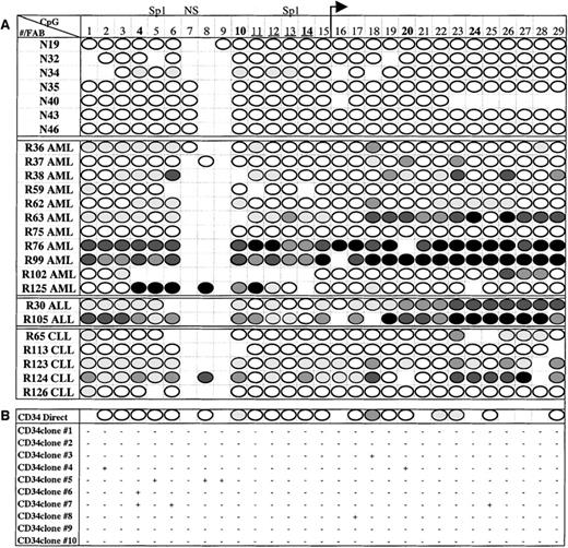 Fig. 5. Methylation maps of E-cad gene CpG island. / (A) Summary of the direct PCR sequencing analysis for normal and leukemic samples. The sample number and leukemia subtype (FAB classification) are in the left column, and the CpG sites are numbered across the top row. ◍ represents up to 25% methylation, ◍ represents 26% to 50% methylation, ◍ represents 51% to 75% methylation, • represents 76% to 100% methylation, and ○ represents no methylation, as determined by direct PCR sequencing. Absence of a score indicates that the methylation at that site was unable to be determined due to enzyme stoppage in the sequence. (B) Methylation results for CD34+ cells. The top row represents the direct sequencing results, followed by the methylation patterns for 10 cloned molecules. + indicates a methylated CpG site and − indicates an unmethylated CpG site.