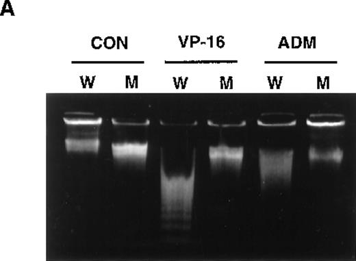 Fig. 1. Overexpression of GLO1 in apoptosis-resistant UK711 cells. / (A) Wild-type U937 (W) and the mutant UK711 (M) cells were incubated with 5 μmol/L of VP-16 for 6 hours or 0.6 μmol/L of ADM for 12 hours. After the harvest of the cells, nuclear DNA fragmentation was analyzed by 2% agarose gel electrophoresis. (B) Northern blot analysis was carried out with mRNAs prepared from U937 and UK711 cells. The RNAs were transferred to nylon membranes and probed with the GLO1gene fragment (upper panels). Blots were also rehybridized with a GAPDH probe as a control (lower panels). Expression of the mRNA was quantified by densitometric analysis.