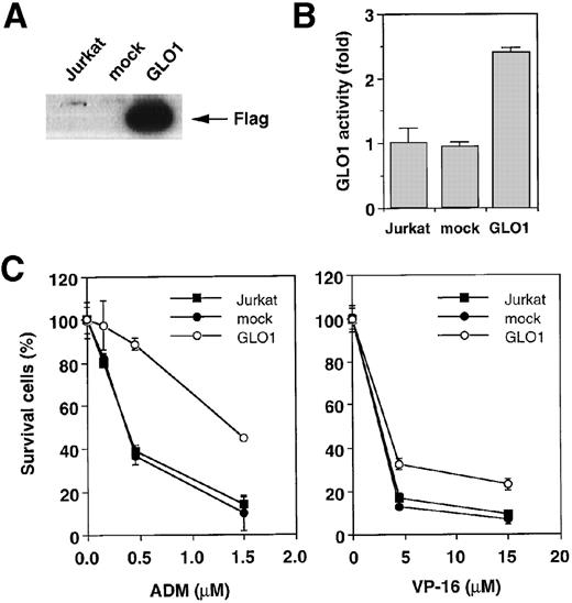 Fig. 2. Effect of overexpression of GLO1 on antitumor agent-induced apoptosis. / pFLAG (mock) or pFLAG-GLO1 (GLO1) expression plasmids were transiently cotransfected into Jurkat cells with pHook-1 as described in “Materials and methods,” and the transfected cells were selected using magnetic beads coated with phOx. (A) The expression of FLAG-tagged GLO1 in Jurkat cells was examined by anti-FLAG Western blot analysis. (B) Cytosolic fractions were isolated, and GLO1 activity was performed as described in “Materials and methods.” The means ± SD of triplicate cultures are shown. (C) Cells were treated with various concentrations of ADM or VP-16 for 24 hours, and cytotoxicity was determined by MTS method. The means ± SD of triplicate cultures are shown. (D) Cells were treated with 1.2 μmol/L of ADM for 14 hours, and caspase-3–like protease activity was measured with the specific fluorgenic substrate Ac-DEVD-MCA. Results are the means ± SD in triplicate. (E) Cells were treated with 0.5 μmol/L of ADM for 24 hours and were stained with Hechest 33342.