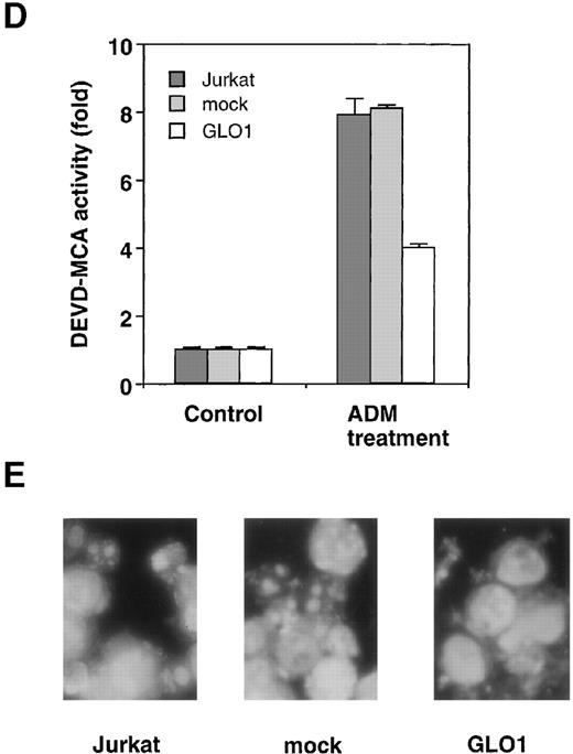 Fig. 2. Effect of overexpression of GLO1 on antitumor agent-induced apoptosis. / pFLAG (mock) or pFLAG-GLO1 (GLO1) expression plasmids were transiently cotransfected into Jurkat cells with pHook-1 as described in “Materials and methods,” and the transfected cells were selected using magnetic beads coated with phOx. (A) The expression of FLAG-tagged GLO1 in Jurkat cells was examined by anti-FLAG Western blot analysis. (B) Cytosolic fractions were isolated, and GLO1 activity was performed as described in “Materials and methods.” The means ± SD of triplicate cultures are shown. (C) Cells were treated with various concentrations of ADM or VP-16 for 24 hours, and cytotoxicity was determined by MTS method. The means ± SD of triplicate cultures are shown. (D) Cells were treated with 1.2 μmol/L of ADM for 14 hours, and caspase-3–like protease activity was measured with the specific fluorgenic substrate Ac-DEVD-MCA. Results are the means ± SD in triplicate. (E) Cells were treated with 0.5 μmol/L of ADM for 24 hours and were stained with Hechest 33342.