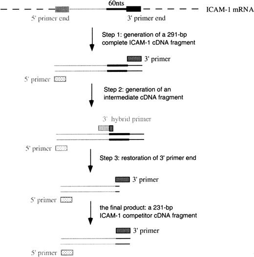Fig. 2. Schematic of the construction of cDNA for ICAM-1 competitors. / Similar procedures were used to construct VCAM-1 and GAPDH competitors.