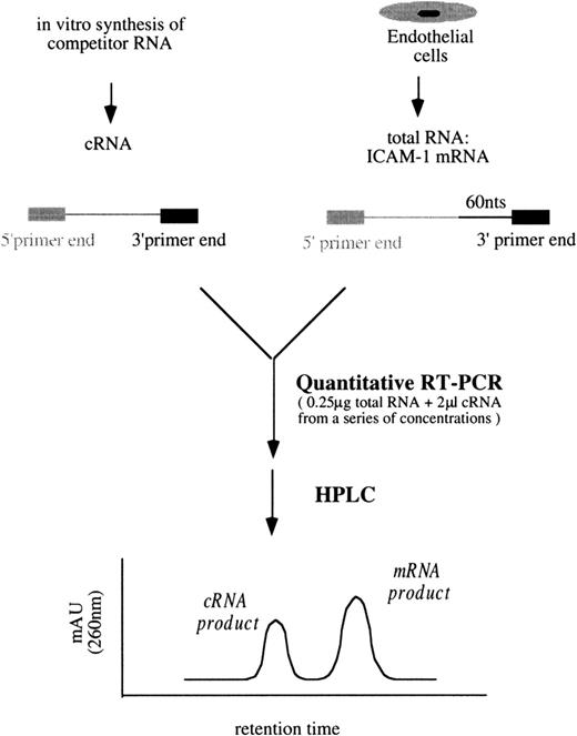 Fig. 3. Simplified procedures of quantitative RT-PCR followed by HPLC analysis to determine ICAM-1 mRNA levels. / Similar procedures were used to quantify VCAM-1 mRNA amounts.