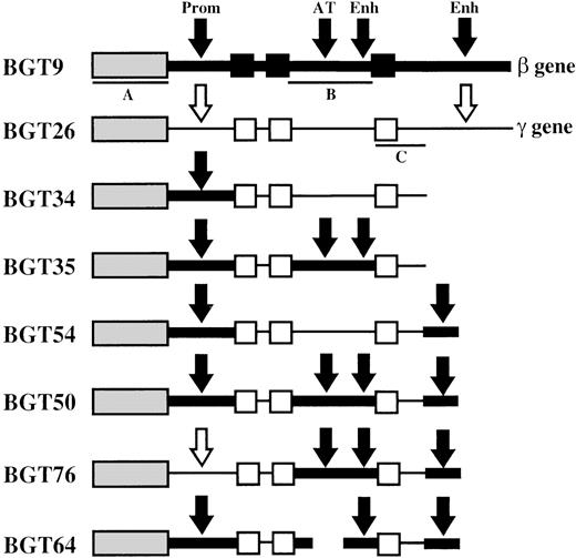 Fig. 1. Map of transgene constructs designed to determine the importance of specific human β-globin gene sequences in LCR activity conferred by the 5′HS3 element. / The sequences used in each construct are outlined in “Materials and methods.” The β-globin gene is indicated as a thick line with exons as black boxes. β-globin gene regulatory elements are indicated by black arrows and include the 815-bp β-globin promoter (Prom), the AT-rich region (AT) that coincides with a known MAR and intragenic enhancer (Enh) located in intron 2, and the 260-bp 3′ enhancer (Enh) located downstream of the gene. Aγ-globin gene sequences are represented as thin lines, and unfilled boxes (exons) or arrows (regulatory elements). Southern probe fragments correspond toXhoI-XhoI fragment of 5′HS3 in BGT9 (A),BamHI-EcoRI fragment of β-globin intron 2 in BGT9 (B), and EcoRI-EcoRI fragment of Aγ-globin 3′ sequences in BGT26 (C).