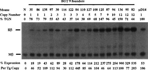 Fig. 2. Expression of human β-globin mRNA in transgenic mice containing the BGT9 construct. / S1 nuclease analysis on fetal liver RNA of 15.5-day founder BGT9 transgenic mice showing that BGT9 is expressed in all 17 animals, including 3 single-copy mice. These data show that the 850-bp 5′HS3 element can express reproducible levels of β-globin transcripts. Relative specific activity of Hβ/Mβ probes is 1:1. Hβ, human β-globin protected probe fragment; Mβ, mouse β major protected probe fragment; N, nontransgenic; μD, 1 copy μD14 microlocus line (discussed in text).