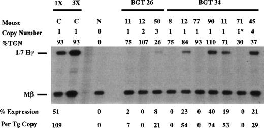 Fig. 3. Expression of human Aγ-globin mRNA in transgenic mice containing the BGT26 and BGT34 constructs. / S1 nuclease analysis on fetal liver RNA of 15.5-day founder transgenic mice showing that BGT26 is expressed to low or undetectable levels and that BGT34 is expressed at significant levels in 4 of the 7 transgenic mice. These data show that β-globin gene sequences are required for reproducible single-copy transgene activation by 5′HS3 and that the β-globin promoter element is not sufficient for this activity. Relative specific activities of Hγ/Mβ probes is shown. Hγ, human Aγ-globin protected probe fragment; Mβ, mouse β major protected probe fragment; N, nontransgenic; C, 50-48, the highest expressing BGT50 single-copy transgenic mouse (discussed in text; see Figure 6); 3 × , probe excess control. Copy # = 1*, 1 intact copy plus a partial copy of the transgene.