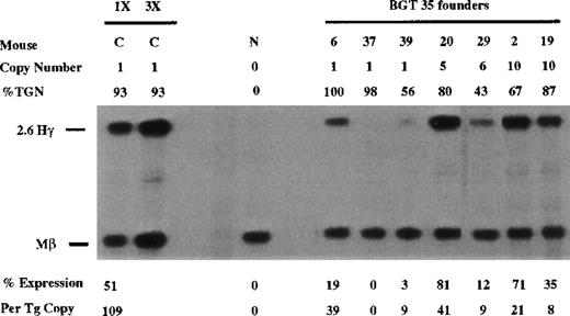 Fig. 4. Expression of human Aγ-globin mRNA in transgenic mice containing the BGT35 construct. / S1 nuclease analysis on fetal liver RNA of 15.5-day founder transgenic mice showing BGT35 is expressed at significant levels in 5 of the 7 transgenic mice. These data show that the β-globin promoter element and intron 2 sequence are not sufficient for reproducible single-copy transgene expression. Abbreviations as described in Figure 3.