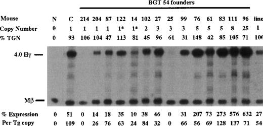 Fig. 5. Expression of human Aγ-globin mRNA in transgenic mice containing the BGT54 construct. / S1 nuclease analysis on fetal liver RNA of 15.5-day founder transgenic mice showing that BGT54 is expressed at significant levels in 13 of the 15 transgenic mice. These data show that the β-globin promoter element and 3′ enhancer sequence are not sufficient for reproducible single-copy transgene expression. Abbreviations as described in Figure 3.