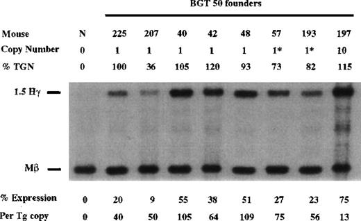 Fig. 6. Expression of human Aγ-globin mRNA in transgenic mice containing the BGT50 construct. / S1 nuclease analysis on fetal liver RNA of 15.5-day founder transgenic mice showing that BGT50 is expressed in all 8 animals, including 7 single-copy mice. These data show that the β-globin intron 2 and 3′ enhancer elements are sufficient for reproducible transgene expression when linked to the 5′HS3 element and the β-globin promoter. Abbreviations as described in Figure 3.