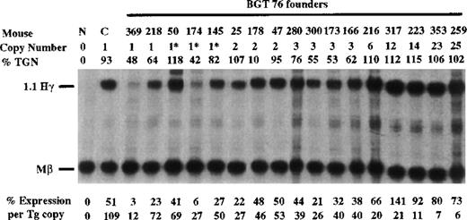 Fig. 7. Expression of human Aγ-globin mRNA in transgenic mice containing the BGT76 construct. / S1 nuclease analysis on fetal liver RNA of 15.5-day founder transgenic mice showing that BGT76 is expressed in all 17 animals, including 5 single-copy mice. These data show that activation of single-copy transgenes by a functional interaction between 5′HS3, the β-globin intron 2, and 3′ enhancer elements is not specific for the β-globin promoter. Abbreviations as described in Figure3.
