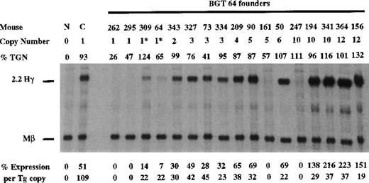 Fig. 8. Expression of human Aγ-globin mRNA in transgenic mice containing the BGT 64 construct. / S1 nuclease analysis on fetal liver RNA of 15.5-day founder transgenic mice showing that the BGT64 is expressed at significant levels in 13 of the 17 transgenic mice. These data show that the AT-rich region in β-globin intron 2 is necessary for the single-copy expression characteristics of BGT50. Abbreviations as described in Figure 3.