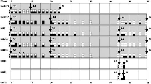 Fig. 1. Time course of the animal experiments. / In a pilot experiment, the animal Mm5574 received 2 transfusions (Tr1 and Tr2) of autologous T cells at a 10-week interval. At necropsy (N) in week 25, pathological changes were not observed. Subsequently, the animals Mm7067, Mf6311, Mf6490, and Mf6698 received a first autologous transfusion (Tr1) and then a second transfusion (Tr2) after 20 weeks. At week 55, these animals and 2 naive control monkeys (Mf406 and Mf409) were subjected to intravenous challenge infection (Inf). Whereas the control animals died within 2 weeks from peripheral T-cell lymphoma, the other animals survived without pathological changes at necropsy at week 68. In 2 cases, the transformed T cells were successfully recultivated from peripheral blood, as indicated by (R). The results of virus isolation assays (V) and DNA-PCR (P) from peripheral blood leukocytes are summarized as follows: open squares indicate negative results and filled squares represent positive results for virus isolation (V) or PCR detection (P), respectively. While infectious virus was rarely isolated from peripheral blood, virus DNA was detectable in peripheral blood cells for long periods.