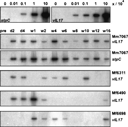 Fig. 2. Virus DNA in PBMCs after autologous transfusion. / Semiquantitative DNA-PCR was performed from fresh PBMCs. DNA from cell mixtures was used as control. For this purpose, herpesvirus saimiri–transformed human T cells were mixed with PHA/IL-2–stimulated human T cells at ratios of 0/106, 1/106, 10/106, 102/106, and 103/106. The time points of the PBMC preparations after the first autologous transfusion are marked for day 2 (d2), day 4 (d4), and week 1 (w1) to week 16 (w16). PCR for 2 different virus genes, stpC and vIL-17, is shown for monkey Mm7067.