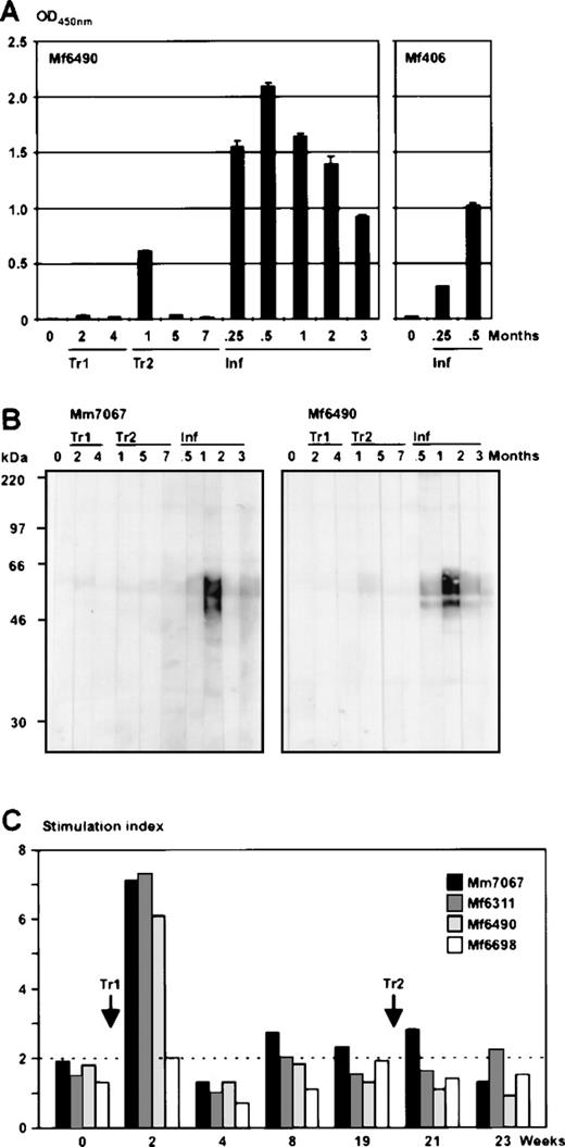 Fig. 4. Antiviral immune response after autologous transfusions and challenge infection. / (A) Seroreactivity of the animals was analyzed by ELISA using purified virus particles as antigen and plasma dilutions of 1:200. Preimmune sera (indicated at time point 0) did not show relevant background reactivity. As examples, the time courses for the animals Mf6490 and Mf406 are shown. The sera after autologous transfusion (Tr1 and Tr2) were either negative or produced weak signals. In animal Mf6490, an unstable antibody response was observed shortly after the second transfusion. After challenge infection (Inf), the protected animals rapidly developed strong seroreactivity. (B) To confirm the ELISA results, Western blot strips analyses carrying virion proteins were stained with 1:200 diluted plasma samples from monkeys Mm7067 and Mf6490 after autologous T-cell transfusion (Tr1 and Tr2) or challenge infection (Inf), respectively. The time points of plasma preparations are given in months after transfusion or infection. The animals Mf6311 and Mf6698 had similar levels of reactive antibodies at equivalent time points. (C) T-cell proliferation tests were performed during the time course of the autologous transfusions. Two weeks after the first transfusion (Tr1), T cells from the blood of 3 out of 4 animals showed proliferative reactivity against inactivated virus particles as an antigen, as demonstrated by the stimulation index of tritium thymidine incorporation assays.