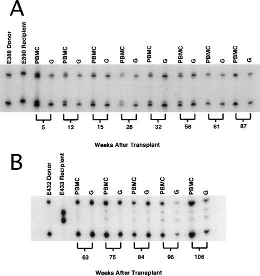 Fig. 3. : Representative microsatellite marker studies in recipient dogs at selected times. / (A) Dog E390 received 2-Gy total body irradiation (TBI) and dog leukocyte antigen (DLA)–identical marrow from a litter mate and was treated after grafting with mycophenolate mofetil and cyclosporine for 4 and 5 weeks, respectively. The first unmodified DLI (8.0 × 107 CD3+ cells/kg of body weight) was given 14 weeks after transplantation and the second (10.8 × 107 CD3+ cells/kg) was given 30 weeks after transplantation, without producing a significant change in mixed-chimerism status. In contrast, mHA-sensitized DLI (7.1 × 107 CD3+ cells/kg) given 59 weeks after grafting resulted in rapid conversion to complete donor chimerism, which was sustained beyond 87 weeks after transplantation. (B) Dog E433 received the same transplant regimen, including DLA-identical litter-mate marrow, as dog E390 (above). Unmodified DLI was given twice without producing a change in mixed-chimerism status (data not shown here). Sixty weeks after allografting, mHA-sensitized DLI (8.5 × 107 CD3+/kg) was given, resulting in a rapid increase in donor chimerism to 98%. Host chimerism persisted, and by 105 weeks after allografting, had increased to 15% in both the PBMC and granulocyte fractions.