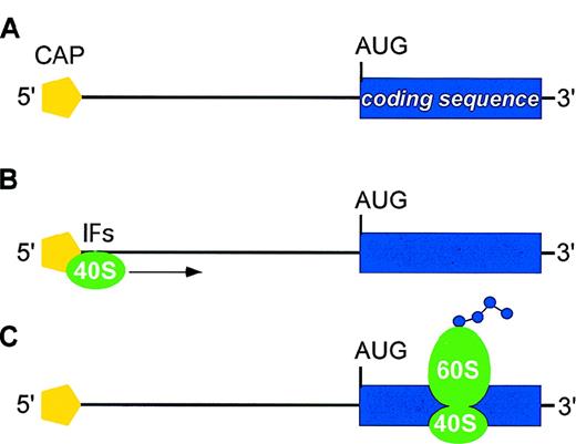 Fig. 1. Main steps in translation of eukaryotic mRNA. / (A) mRNAs display two structural features that are important for translation initiation: the methylated cap at the 5′ end (yellow pentagon) and the AUG initiation codon at the start of the coding region (blue box). The distance between the 5′-cap and the initiator AUG may range from about 40 to more than 1000 bases, although it usually is less than 100 bases. (B) A preinitiation complex consisting of the ribosomal 40S subunit (green) and several initiation factors (IFs) is assembled at the the methylated 5′-cap. This initiation complex then migrates along the 5′-UTR in search of an AUG initiation codon (scanning process). (C) Recognition of an AUG leads to assembly of the 60S ribosomal subunit and initiation of protein synthesis.