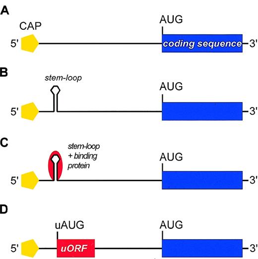 Fig. 2. Negative regulatory elements in the 5′-UTR of mRNA that may repress translation. / (A) Schematic representation of mRNA with no negative regulatory element. (B) Self-complementary sequences within the 5′-UTR can form stable stem-loop structures (hairpins) located between the 5′-cap and the first AUG codon that interfere with assembling of the preinitiation complex and/or with ribosomal scanning. The stem-loop structure may be stable enough to resist the unwinding activity of the associated helicase, thus imposing a major barrier to conventional ribosomal scanning. (C) In some mRNAs, the stem loop can be further stabilized by the interaction with RNA-binding proteins (red). (D) The 5′-UTR may contain AUG codons upstream of the physiological start site (uAUG) that define short upstream ORFs (uORFs). These uAUGs can cause premature initiation and inhibit translation by preventing the ribosome from reaching the physiological start codon.