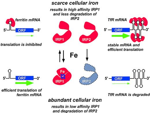 Fig. 3. Coordinate regulation of transferrin receptor and ferritin synthesis through translational controls operated by the iron-responsive elements (IREs) and by the iron regulatory proteins IRP1 and IRP2. / Only one IRE is present in the 5′-UTR of ferritin mRNA. When cellular iron is scarce, IRP molecules are available for binding the 5′ IRE; initiation of translation is prevented; and ferritin synthesis is inhibited. By contrast, presence of abundant intracellular iron prevents binding of IRPs to the 5′ IRE and allows efficient mRNA translation to proceed (green arrow). Five IREs are present in the 3′-UTR of transferrin receptor (TfR) mRNA. When cellular iron is scarce, binding of one or more IRPs to the IREs in the 3′-UTR stabilizes TfR mRNA and increases TfR translation. Conversely, when iron is abundant, very few IREs are occupied by IRPs, and TfR mRNA is rapidly degraded. Adapted from Brittenham GM, Olivieri NF, Rouault TA. Iron physiology and iron overload. Hematology 1996. The American Society of Hematology, Orlando, FL, 1996, p. 177.
