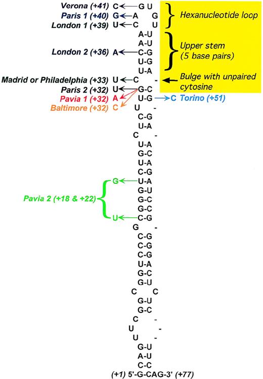 Fig. 4. Secondary structure of the L-ferritin IRE. / The yellow area marks conserved features of the IRE consensus based on the IRE sequences of all known ferritin and transferrin receptor mRNAs. Positions of the point mutations responsible for hereditary hyperferritinemia/cataract syndrome are shown, with the arrow indicating the observed nucleotide substitution. In addition, the following deletions have been described: C10-A38,64A38-C39, and U42-G57.71 Adapted from Allerson et al.75