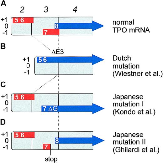 Fig. 6. Effect of TPO gene mutations on the composition of uORFs in TPO mRNA. / TPO transcripts starting from the main promoter in exon 2 are shown. Boxes numbered in italics represent exons. The uORFs are drawn as thick red lines and are placed into one of the three reading frames (+1, 0, and −1). The TPO coding region is shown as a thick blue arrow. Numbers indicate the order in which the uAUGs appear in the full-length TPO mRNA (therefore, uAUGs 1 through 4 are not shown). The eighth AUG is the physiological initiation codon. (A) Translation of normal TPO mRNA is physiologically almost completely inhibited by the presence of uORFs in the 5′-UTR. In particular, the uORF 7 is a potent inhibitor of translation, most likely because of its extension beyond the physiological start site. (B) A splice donor mutation in the Dutch HT family causes exon 3 skipping (ΔE3) that deletes uORF7 and shifts the TPO coding sequence into reading frame +1. TPO translation now initiates from the fifth and sixth AUGs. (C) The Japanese mutation I consists of a single G nucleotide deletion (ΔG) that shifts the TPO coding sequence into reading frame −1. TPO translation now initiates from the seventh AUG. Note that both the Dutch and the Japanese mutation I create altered TPO signal peptides, but do not alter the sequence of the mature TPO protein. Both signal peptides remain functionally active and promote secretion of a biologically active TPO protein. (D) The Japanese mutation II creates a premature stop codon in uORF7. This allows reinitiation of translation at the physiological start site (the eighth AUG).