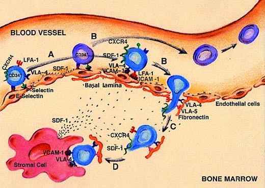 Fig. 6. Stem cell rolling interactions, SDF-1 interactions, and migrating stem cells. / (A) Stem cell rolling interactions on constitutively expressed endothelial E and P selectins. Following rolling, CXCR4+stem cells (blue cells) are activated by SDF-1, which is secreted from bone marrow endothelial cells and triggers LFA-1/ICAM-1 and VLA-4/VCAM-1 interactions to support firm adhesion to endothelial cells. (B) Cells that do not express sufficient levels of CXCR4 (purple) will detach from the endothelial layer and return to the blood stream. (C) The arrested human CXCR4+ stem cells, in response to SDF-1, will extravasate and migrate through the underlying basal lamina ECM using VLA-4 and VLA-5 integrin receptors to FN. (D) Migrating stem cells will eventually reach the “stem cell niches,” which consist of stromal cells that present the proper set of adhesion molecules (eg, VCAM-1 and FN), SDF-1, and growth stimulatory factors.