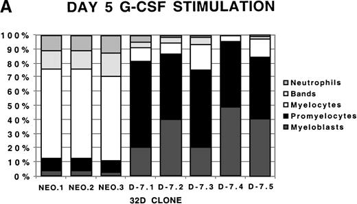 Fig. 2. Differential counts of 32Dcl3 cell clones over time during G-CSF stimulation. / Clones NEO.1-NEO.3 and D-7.1-D-7.5 were stimulated with G-CSF 100 ng/mL and differential counts performed on Wright-Geimsa stained samples at day 5 (A), day 7 (B), and day 10 (C) of culture.