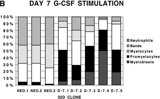 Fig. 2. Differential counts of 32Dcl3 cell clones over time during G-CSF stimulation. / Clones NEO.1-NEO.3 and D-7.1-D-7.5 were stimulated with G-CSF 100 ng/mL and differential counts performed on Wright-Geimsa stained samples at day 5 (A), day 7 (B), and day 10 (C) of culture.