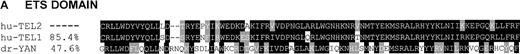 Fig. 2. ETS and PNT domains. / Comparison of the aa sequence of the ETS domain (A) and the PNT domain (B) of human (hu) TEL2 with those of hu-TEL1 and D-YAN. Identical aa are shaded in black and similar aa are shaded gray. Dashes represent spaces introduced for optimal alignment. The percentage of aa identity with TEL2 is shown on the left of each aa sequence. Comparisons were made using the CLUSTALW program15 and percentage identity was determined with the ALIGN program.16