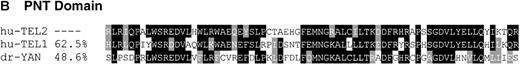 Fig. 2. ETS and PNT domains. / Comparison of the aa sequence of the ETS domain (A) and the PNT domain (B) of human (hu) TEL2 with those of hu-TEL1 and D-YAN. Identical aa are shaded in black and similar aa are shaded gray. Dashes represent spaces introduced for optimal alignment. The percentage of aa identity with TEL2 is shown on the left of each aa sequence. Comparisons were made using the CLUSTALW program15 and percentage identity was determined with the ALIGN program.16